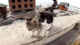 Two adorable kittens trying to keep warm by rubbing against each other as the cold weather arrives.