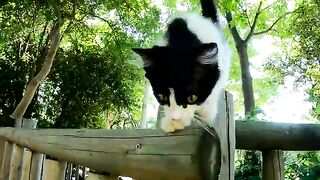 Unfortunately, as a result of the abandonment, CAT ISLAND suddenly turned into KITTEN ISLAND.