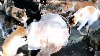 I Didnt Sell or Eat the Fish I Caught  I Sent Them to the Bellies of Stray Cats.