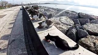 Stray Cats Sharing the Same Roof with a Homeless Man