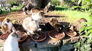 An uninvited guest joins hundreds of street cats while they are eating.