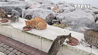 How did hundreds of stray cats survive a nightmare storm and apocalyptic rain?