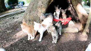 The smart mother cat chose the hollow of a tree as a safe place to give birth to her kittens.