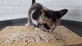 A man who distributes the food in his hands to stray cats as if it were a gift from Santa Claus.