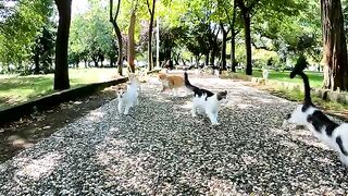 A man who distributes the food in his hands to street cats as if it were a gift from Santa Claus.