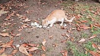 If I hadnt been in the right place at the right time, the street cats would have gone hungry.