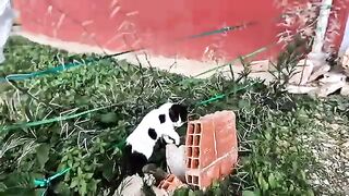 The Stray Cat Who Found Love  Care