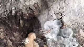 These 4 Wild Kittens Were Rescued  Their Moms Response Melted Hearts