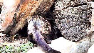 I Gave Food to a Cat Then She Brought Her Kittens