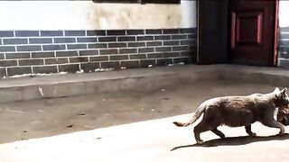 This Stray Cat Trusted Me With Her Babies  A Hungry Cat Turned Into a Trusting Mother