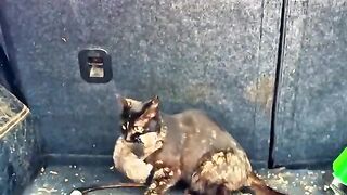 This Mother Cat Found Safety in My Car, I Couldnt Believe My Eyes  A Mothers Love for Her Kittens