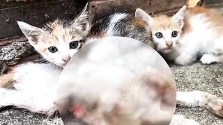 Rescue three poor kittens abandoned by their mother  Heartwarming Kitten Rescue You Must See