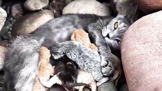 This Mother Cat Did Something That Touched My Heart