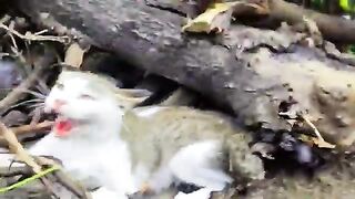 I Stepped Too Close to Her NestShe Defended Her Kittens  Mother Cat saved her kittens