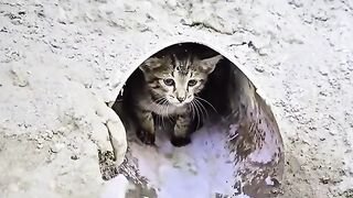 Stray kittens home was flooded. They dont let me get close to them  Cat Lovers