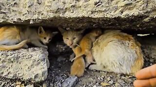 A Stray Cat Hides Her Kittens in a Plant  Mother Cat  Cat Lovers