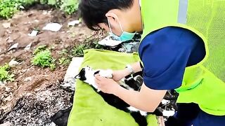 Courageous Rescue Heartwarming Journey, Stray Cats Rescue  Recovery