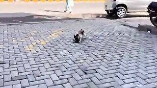 A mother cats love stopped me  kitten lovers  cat lovers