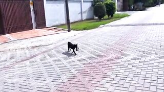 She Lost Her Babies, But Still Trusted a Human