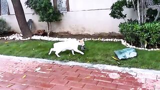This Mama Cat Used a Pillow to Protect Her Babies from the Rain