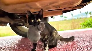 This Cat Ran into the Road Carrying Her KittenWhat Happened Next Was Beautiful !