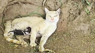 Kittens born in mud the stray mother cat is not letting anyone approach them