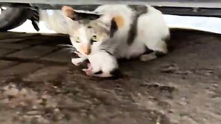 This mother cats search for safety saved her babys life