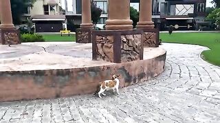 They waited a month for their owner. but they got us instead
