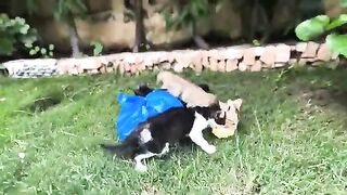 A stray cat stopped me and her heartbreaking condition made me cry.