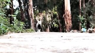 Mom Cat Brings Her Kitten to My Home  What Happened Next Melted My Heart