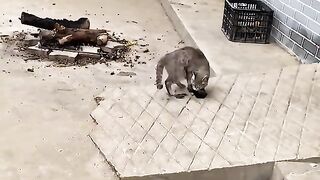 Stray Mother Cat Brought Her Newborn Kitten to My Home for Safety