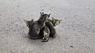 Tiny Kittens Hiding in a Hole, Waiting for Their Mom