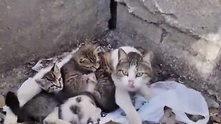 Poor Kittens are So scared because they are thrown out on the street.