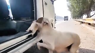The dog waited for seven days, mistaking every car for its owners return.