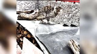 A Kind Man Tried Everything to Save This Struggling Cat, and then