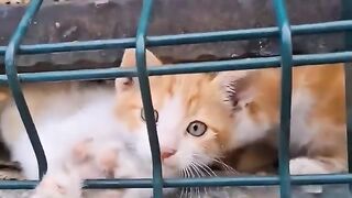 A litter of hungry kittens meowing for food, waiting to be adopted