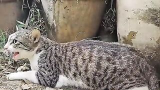 The cat mother, who once lost her kittens, is now fiercely protective and extremely aggressive!