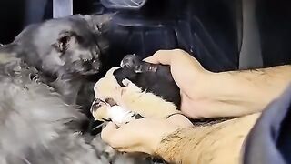 The abandoned cat asked for help to save her babies