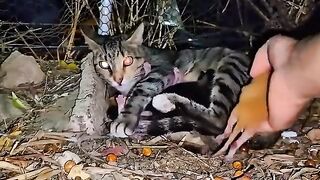 Cat Mom Takes Her Kitten on a Dangerous Journey The Rescue Will Bring Tears to Your Eyes