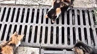 The mouse didnt expect this adorable five cat attack! Cat lovers