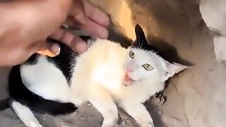A Mother Cats Unbreakable Love She Fought to Protect Her Kittens