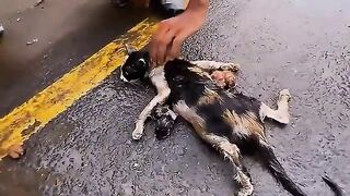 That tiny heartbeat carried the power to heal. kitten lovers