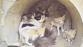 Her owner passed away, so she became a stray. and a mom