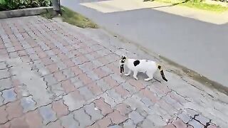A crying mother cat brought her dying kitten to a man. Just unbelieveble