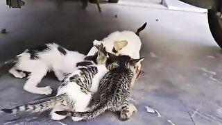 Woman Sees a Cat Dragging a Heavy Bag  Her Heart Melts When She Finds Whats Inside