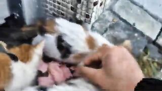 This man gave shelter to stray cats and helped them start a new life.