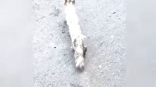 Rescuing a Sickly Kitten From Weakness to Health