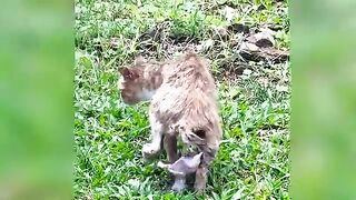 This little kittens charm will touch your heart  a perfect story of love