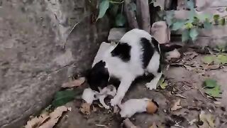 The cat mom found a gentle little nest for her kitten, heartwarming to tears!