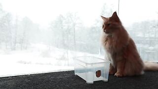 Buster Sits 1 Hour In a Box